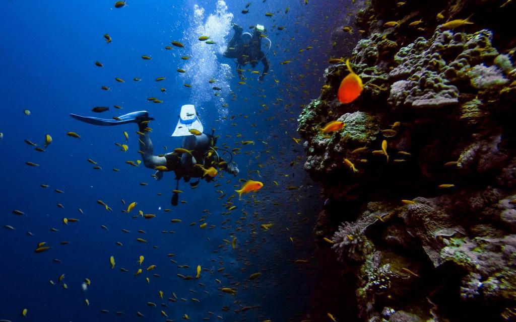 Lặn biển ở Koh Tao, Thái Lan