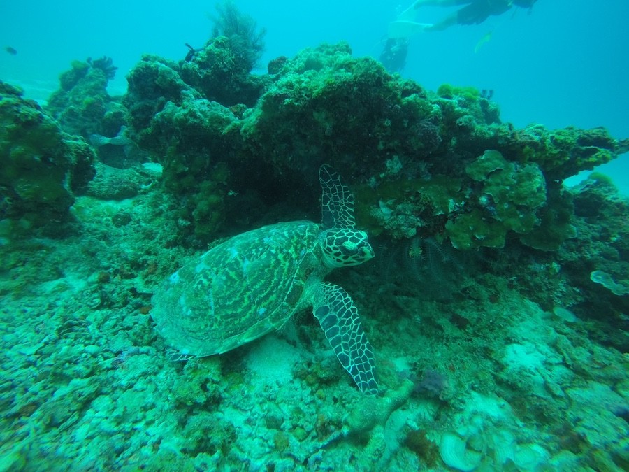 Rùa tại chuyến du lịch lặn biển ở Phuket, Thái Lan