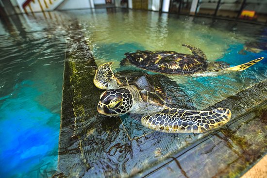 sea-turtle-farm-and-hatchery