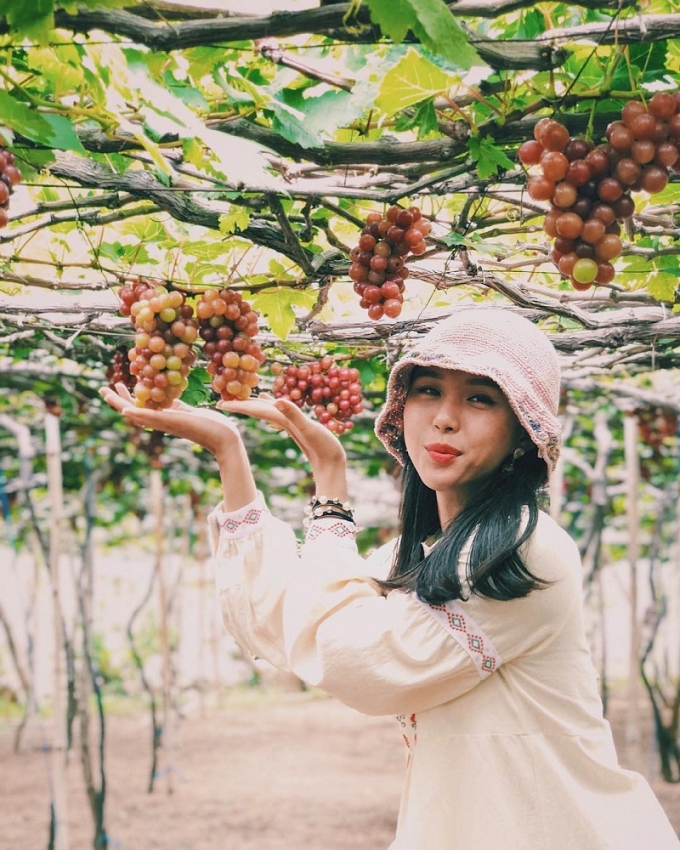 Vườn nho thu hút rất nhiều du khách mỗi năm