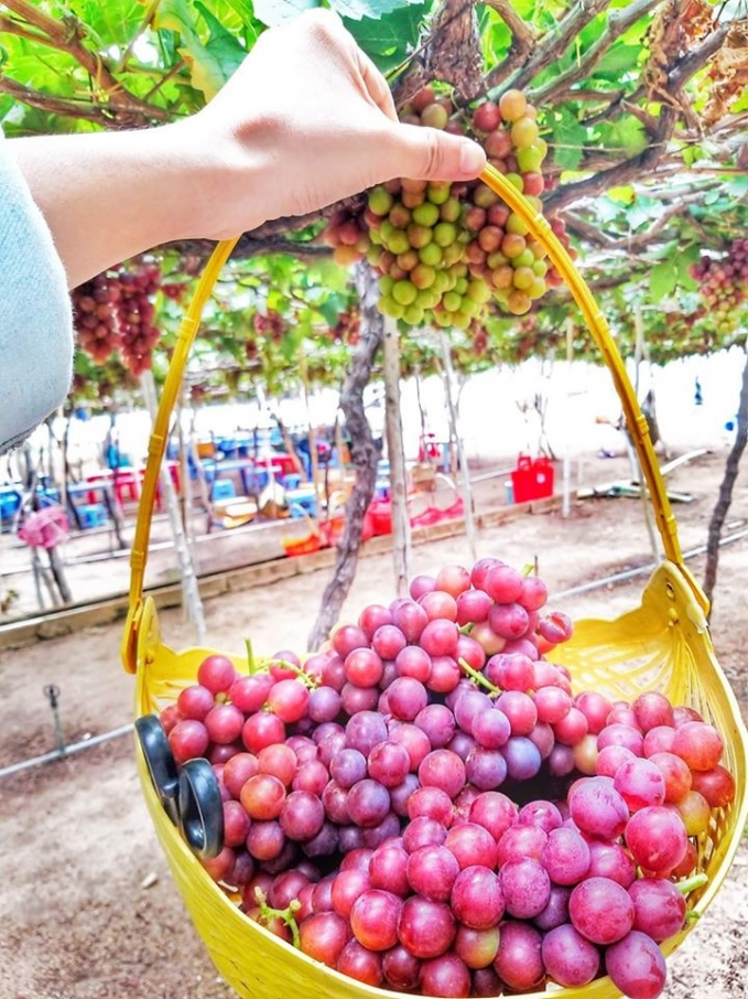 Được tự tay hái những chùm nho trĩu nặng, căng mọng cũng là liệu pháp giảm stress của nhiều du khách. Ảnh: Thinh Lee