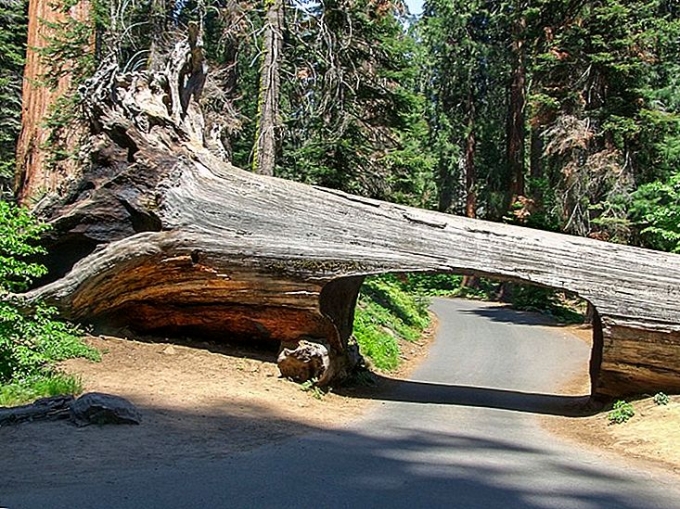 Cây đường hầm tại Công viên quốc gia Sequoia và Kings Canyon