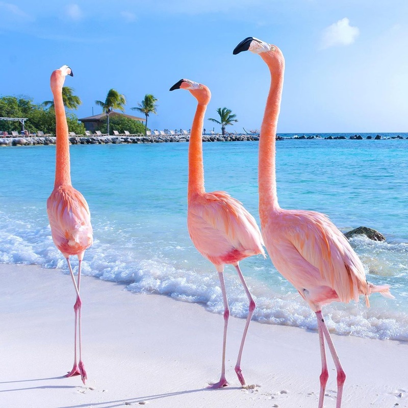 ghe-qua-dao-hong-hac-aruba-o-vung-bien-caribe-ivivu-0