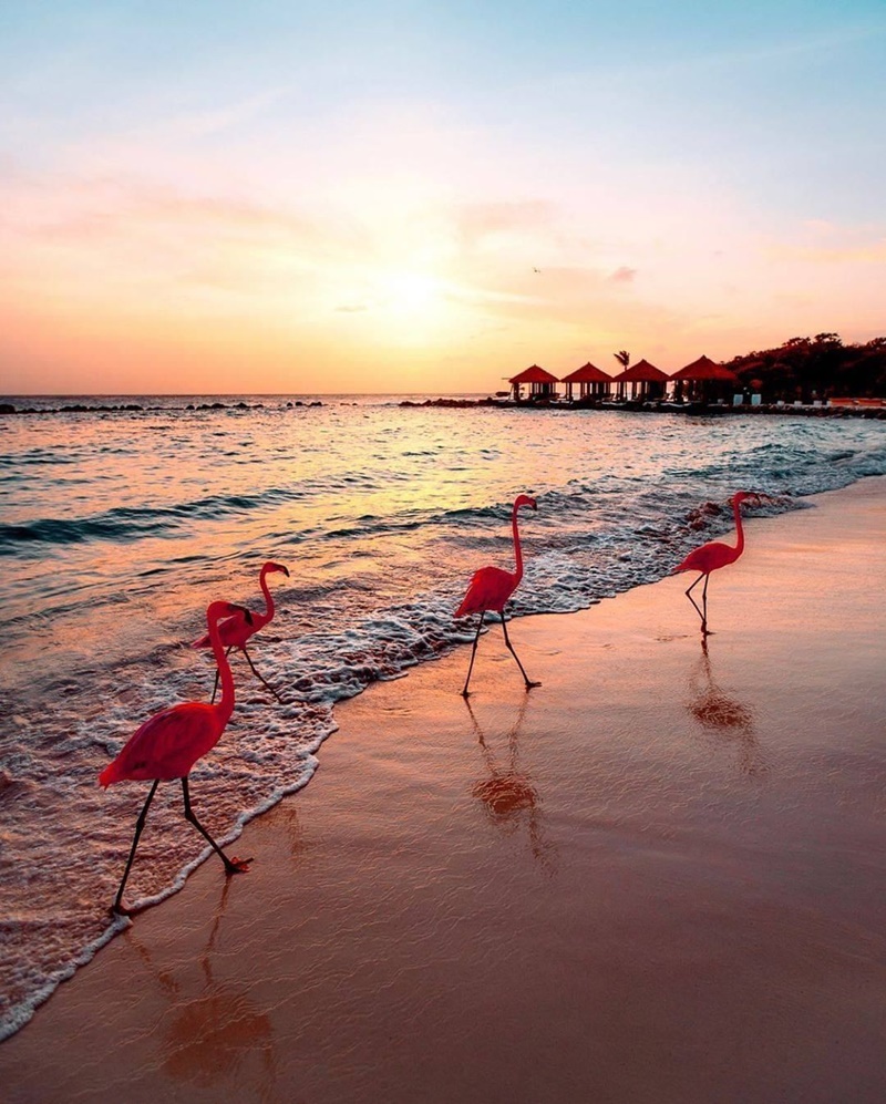 ghe-qua-dao-hong-hac-aruba-o-vung-bien-caribe-ivivu-4