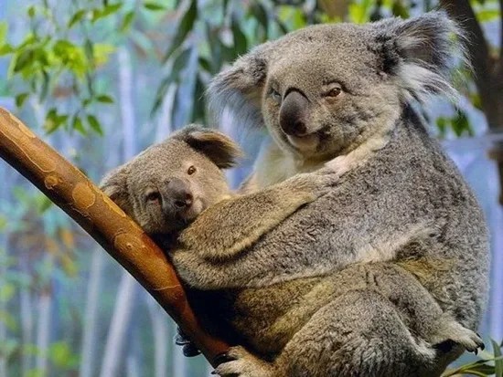 koala11