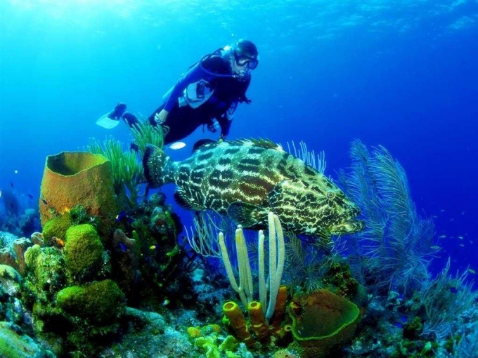 Thế giới muôn màu dưới nước ở biển Hòn Ông (Nha Trang) Ảnh: viettravel