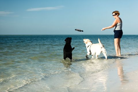 gallery-1470331347-fortdesoto