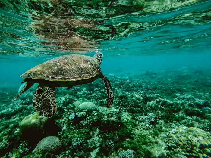 Tham quan động vật hoang dã tại trại rùa Đảo Cayman