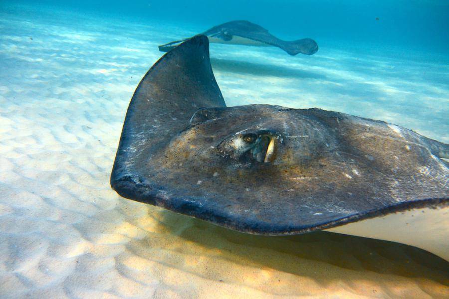 Hoạt động giải trí ở Grand Cayman, Bahamas