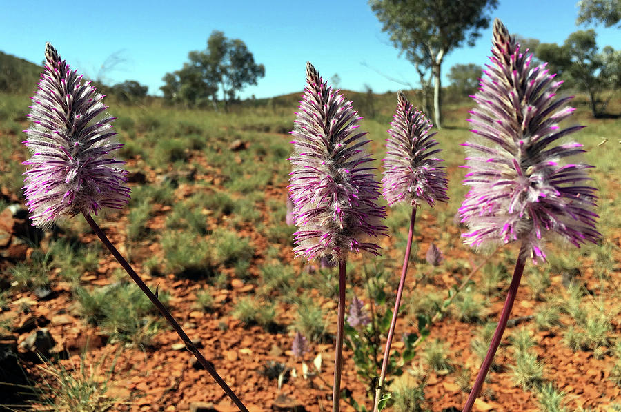wildflowers-growing-in-the-pilbara-desert-region-of-western-australia-roy-jacob