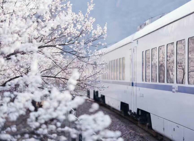 Những cành hoa lòa xòa sát vào cửa kính của toa tàu như đang vẫy gọi khách du lịch
