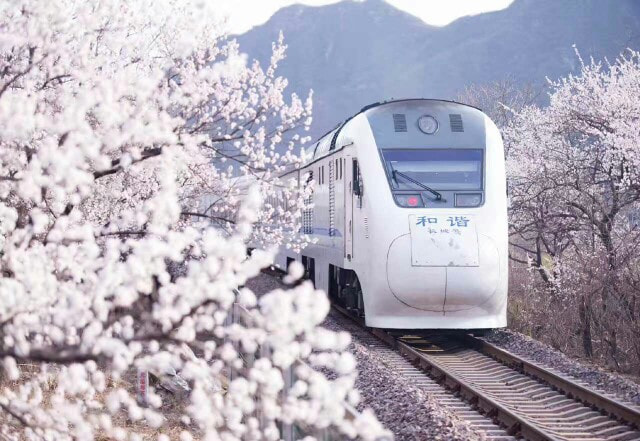 Hoa mơ trắng muốt làm nền cho chuyến tàu của những người con xa xứ