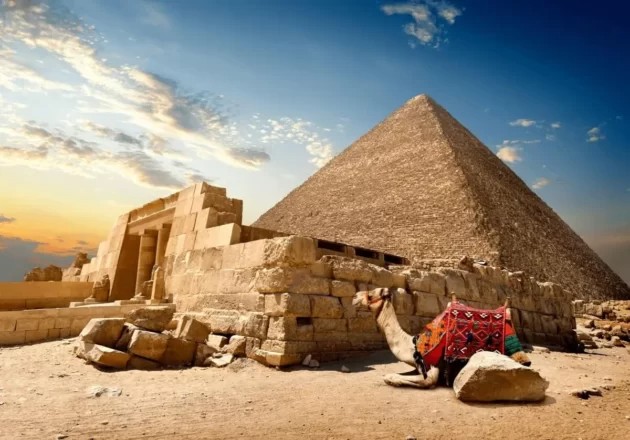 History-of-Travelling-Camel-in-front-of-pyramid-630x440