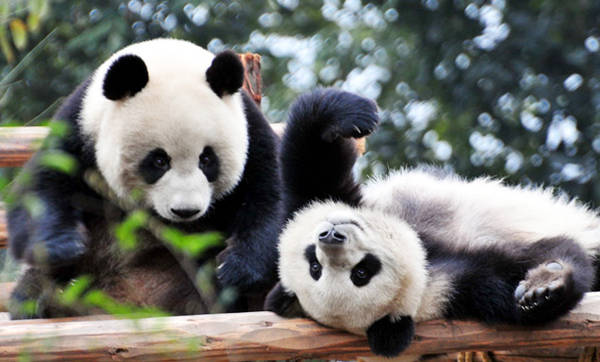 mot-ngay-o-vuong-quoc-cua-nhung-chu-gau-truc-beo-u-ivivu-2