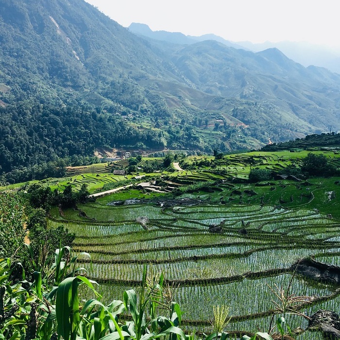 Dọc đường về bản Hồ Sapa, bạn sẽ đi qua những vạt rừng xanh thẳm với thảm thực vật đa dạng Ảnh: @loreenricard