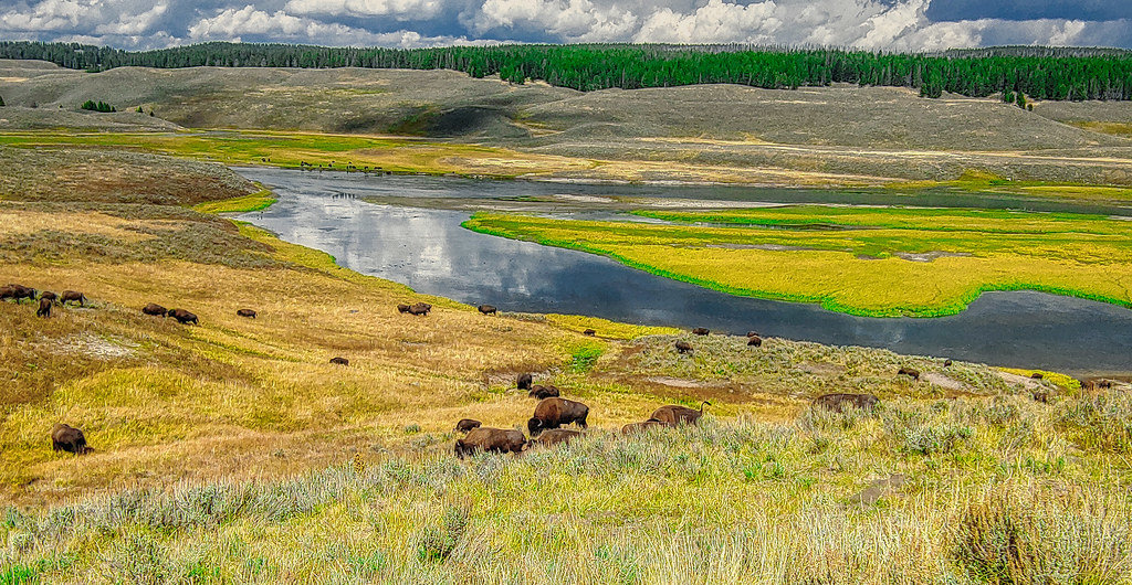 Thung lũng Hayden ở Yellowstone, Montana