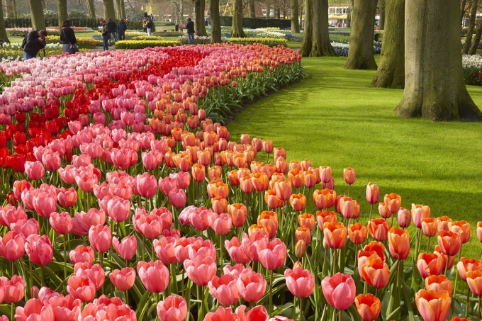 Một góc vườn. Ảnh: R.de Bruijn Photography/Shutterstock
