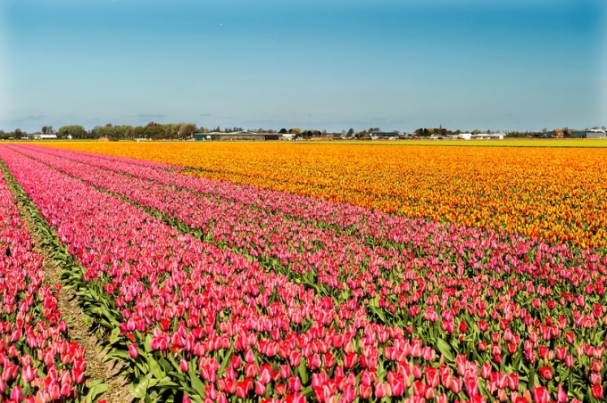 Hàng triệu bông hoa Tulip khoe sắc. Ảnh: Getty Images