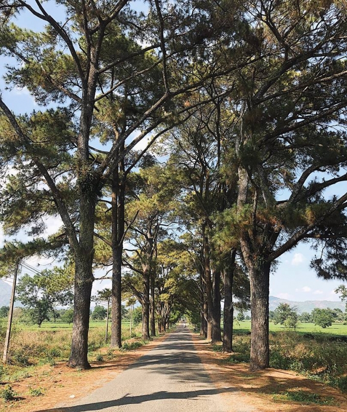 duong-thong-tram-tuoi-pleiku-1