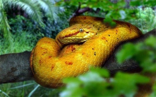 Rắn hổ lục đầu vàng chỉ sống duy nhất trên Đảo rắn Brasil. Ảnh: Exotictravel