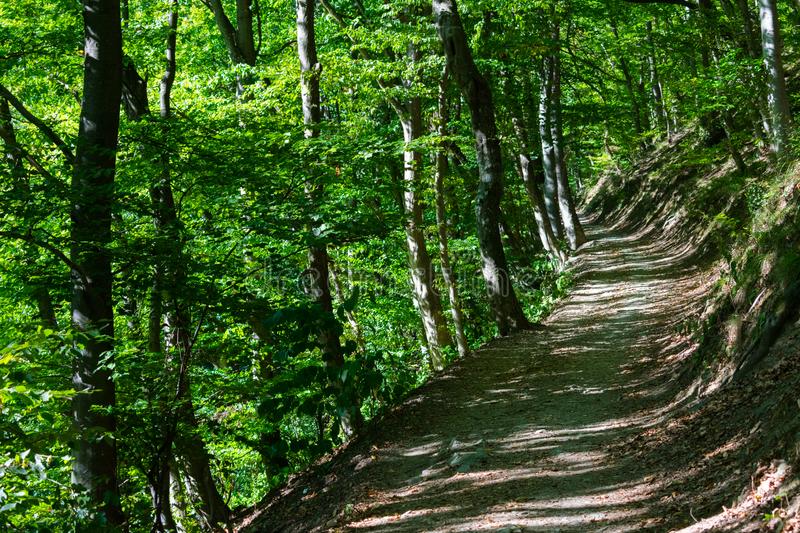 ansicht-eines-wanderwegs-im-wald-auf-medvednica-berg-nahe-zagreb-kroatien-europa-129874225