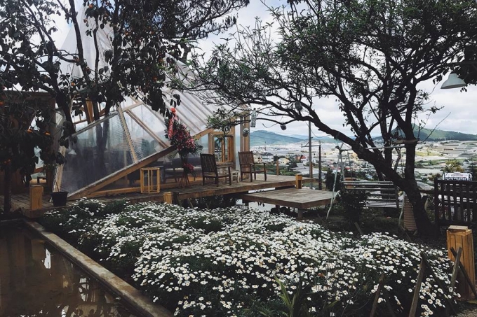 Đây là tiệm cà phê nhà kính giữa vườn cúc họa mi bao view toàn Đà Lạt