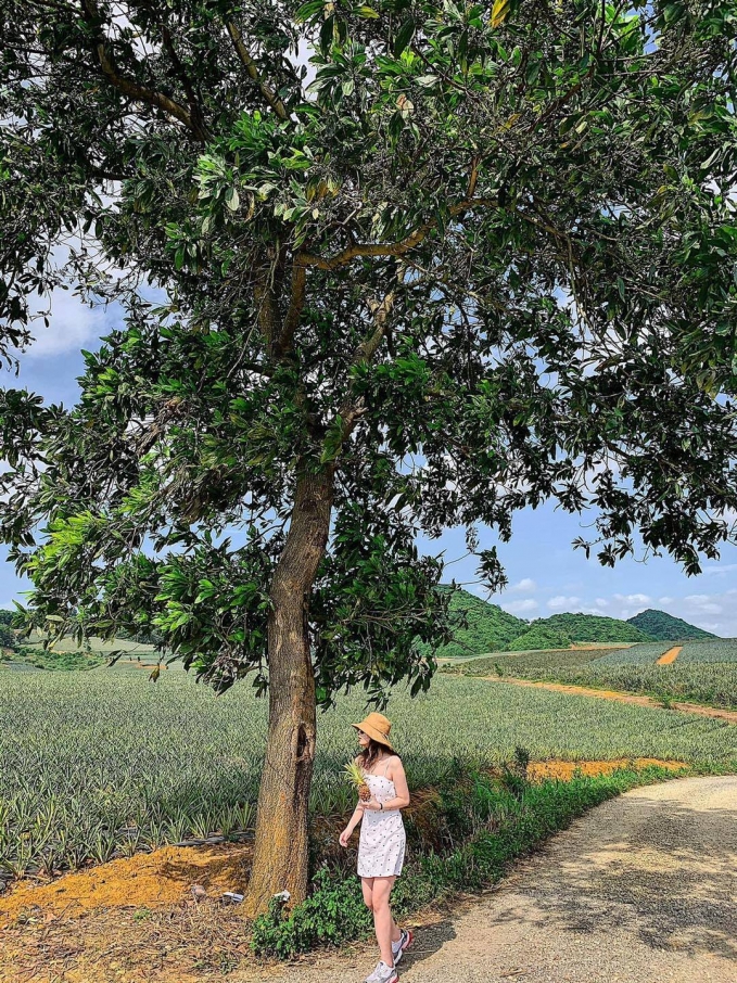 Lạc vào khung cảnh mơ mộng, trữ tình tại nông trường dứa Tam Điệp (Ảnh: luuhang99)