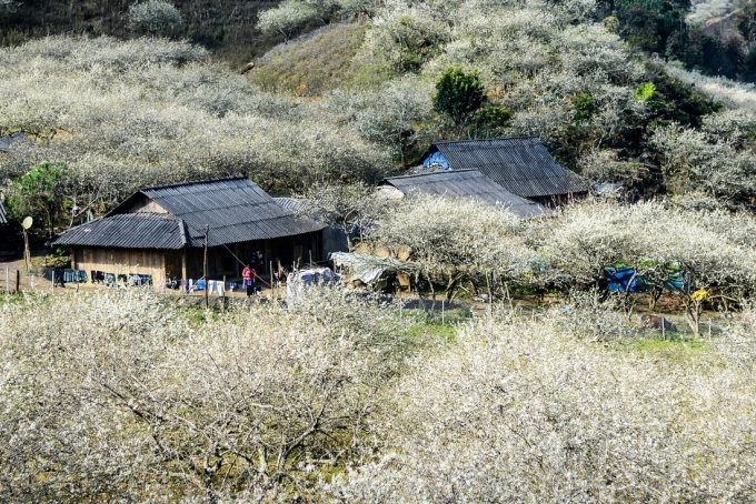 Hoa ban nở rộ khắp các bản làng