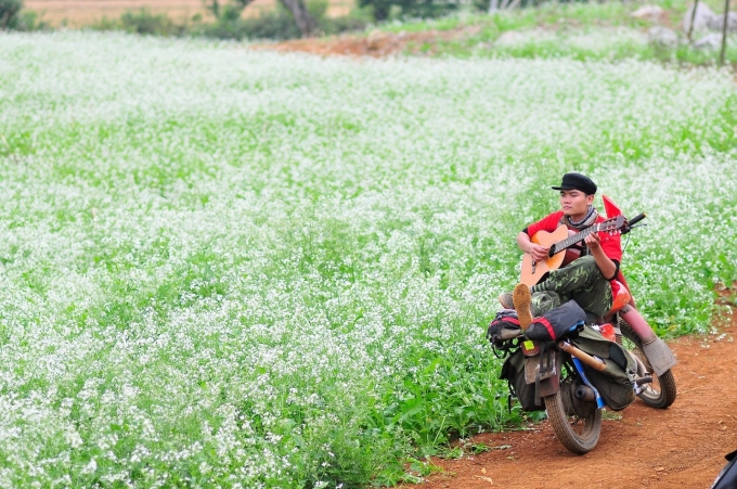 Hoa cải trắng nở những ngày đầu đông