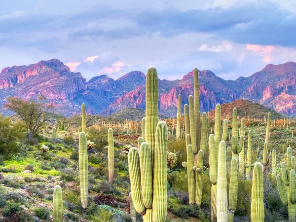Sonoran là sa mạc có đời sống thực vật đa dạng nhất Bắc Mỹ. Ảnh: Anton Foltin/Shutterstock