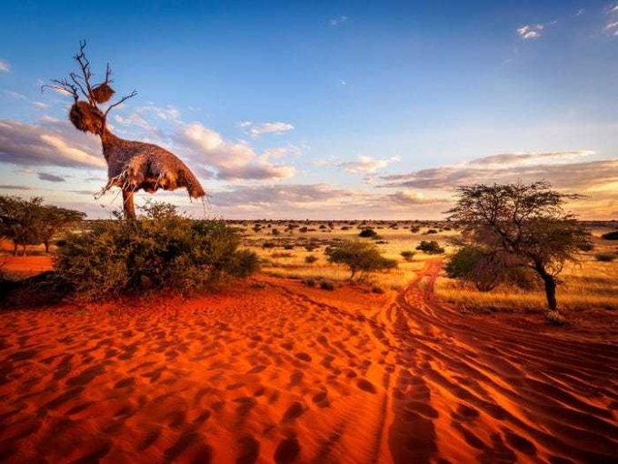 Kalahari được mệnh danh là sa mạc cát cứng, khô cằn bậc nhất thế giới. Ảnh: Thomas Noitz/Shutterstock