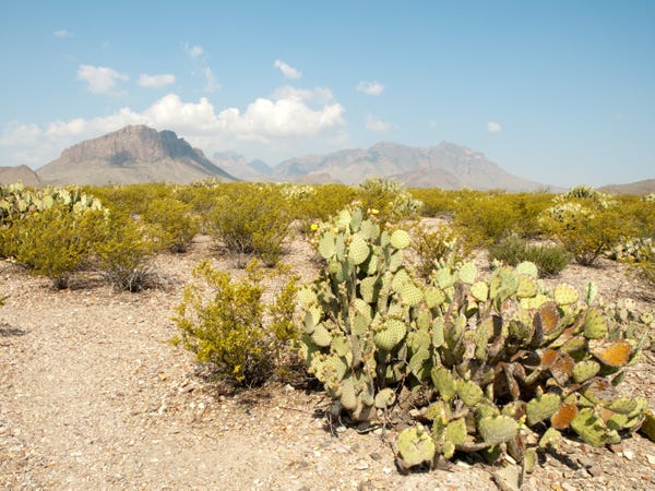 Sa mạc Chihuahuan là sa mạc lớn nhất Bắc Mỹ. Ảnh: Jeffrey M. Frank/Shutterstock