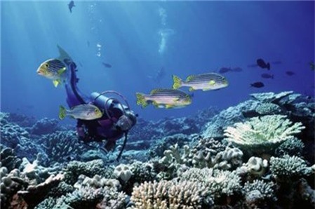 Hoạt động lặn biển tại Belize rất thú vị thu hút du khách. Ảnh: didauchoigi
