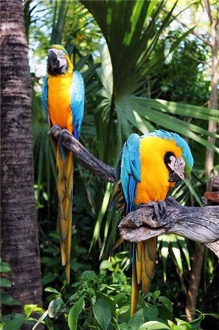 Loài vẹt đuôi dài sống tại Belize có thể sống tới hơn 70 năm. Ảnh: didauchoigi