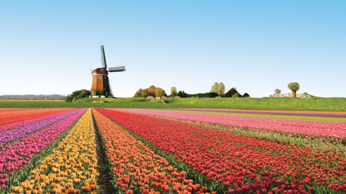 Khu vườn hoa tulip đẹp như một bức tranh