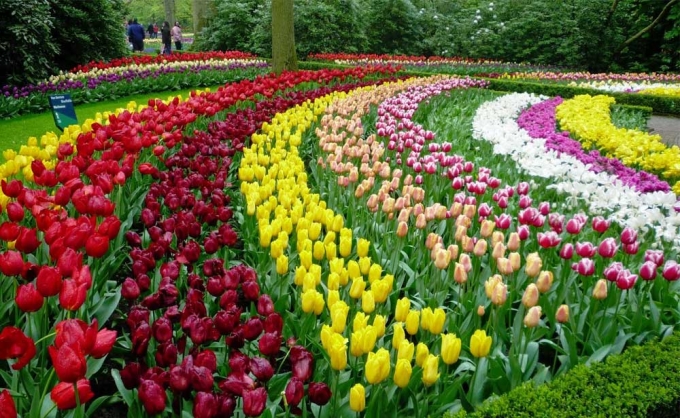 Những thảm hoa Tulip với đủ màu sắc, thể loai, kích cỡ tại công viên