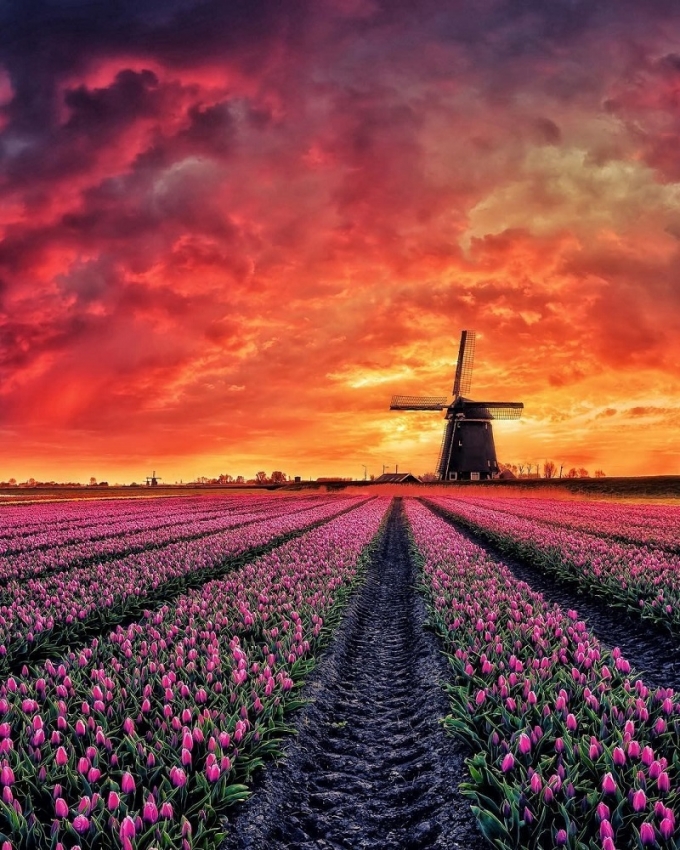 Khung cảnh vườn tulip mới ươm
