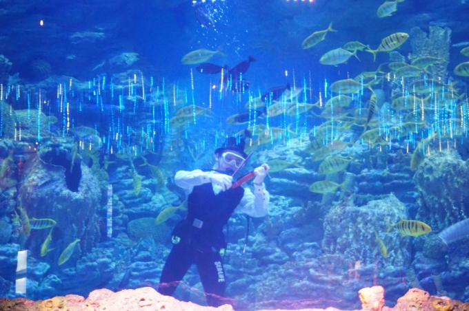 Bên trong Viện Hải dương Busan Aquarium