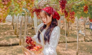 Khám phá vẻ đẹp của vườn nho Thái An, Ninh Thuận