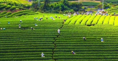 Đồi chè trái tim Mộc Châu - Vẻ đẹp thơ mộng trên cao nguyên xanh ngát