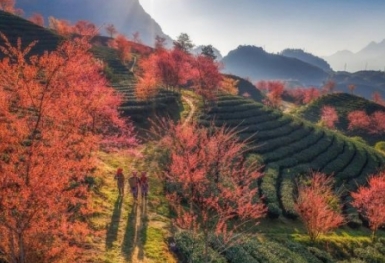 Mùa hoa anh đào tuyệt mỹ ở Vân Nam, Trung Quốc