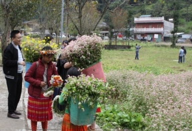 Du khách ở Hà Giang mê đắm đồng hoa tam giác mạch