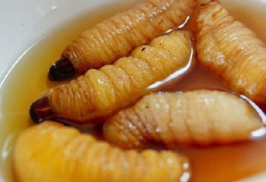 Những món ăn kinh dị Việt Nam khiến khách Tây hoảng sợ
