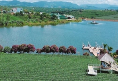 Long Đỉnh Organic Tea Farm - ốc đảo thiên đường ở Lâm Đồng