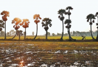 Cánh đồng thốt nốt - biểu tượng của An Giang nắng gió