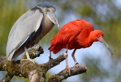 Chuyến khám phá thiên nhiên ở Trinidad và Tobago vùng Caribe