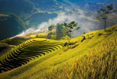 Tháng 9 rồi, lên cánh đồng Mường Lò ngắm lúa chín thôi
