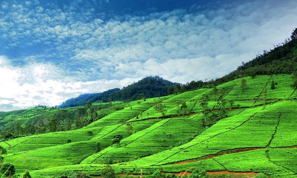 Du lịch Sri Lanka: Khám phá những điểm đến thu hút nhất