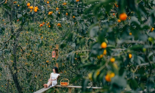 Khởi động mùa hồng Đà Lạt chín mọng với nét quyến rũ mùa Thu