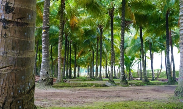 Cần Thơ tìm hướng phát triển du lịch Cù Lao Tân Lộc